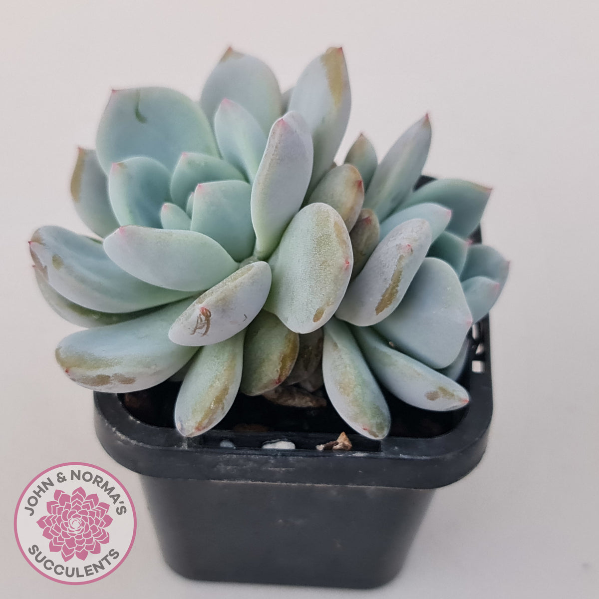 Echeveria 'Snow Angel'
