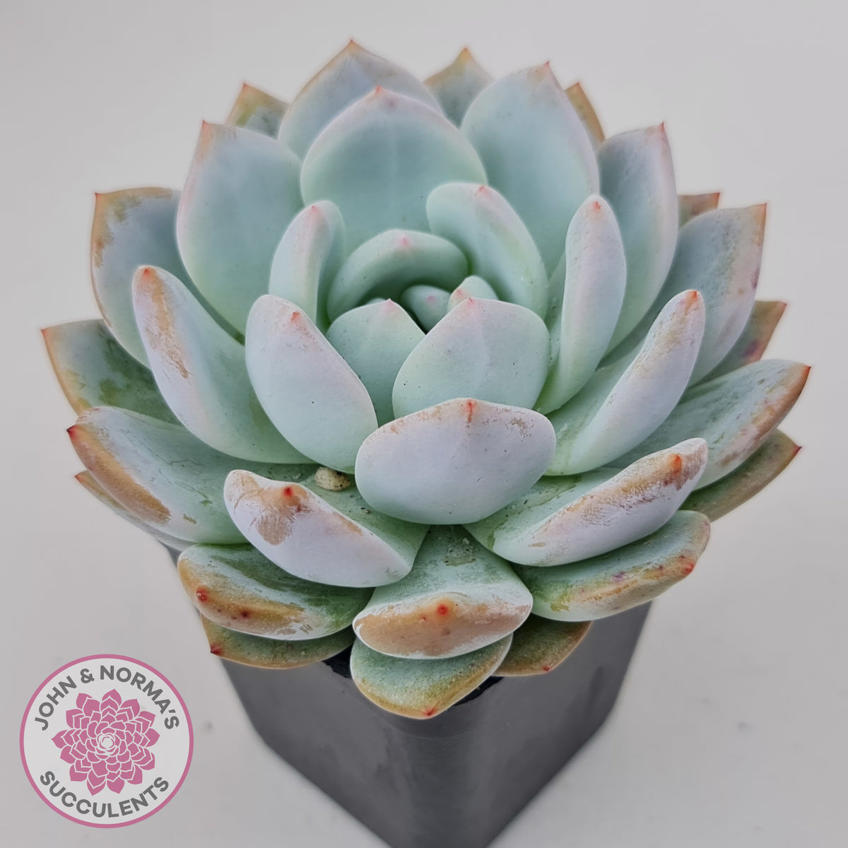 Echeveria 'Snow Angel'