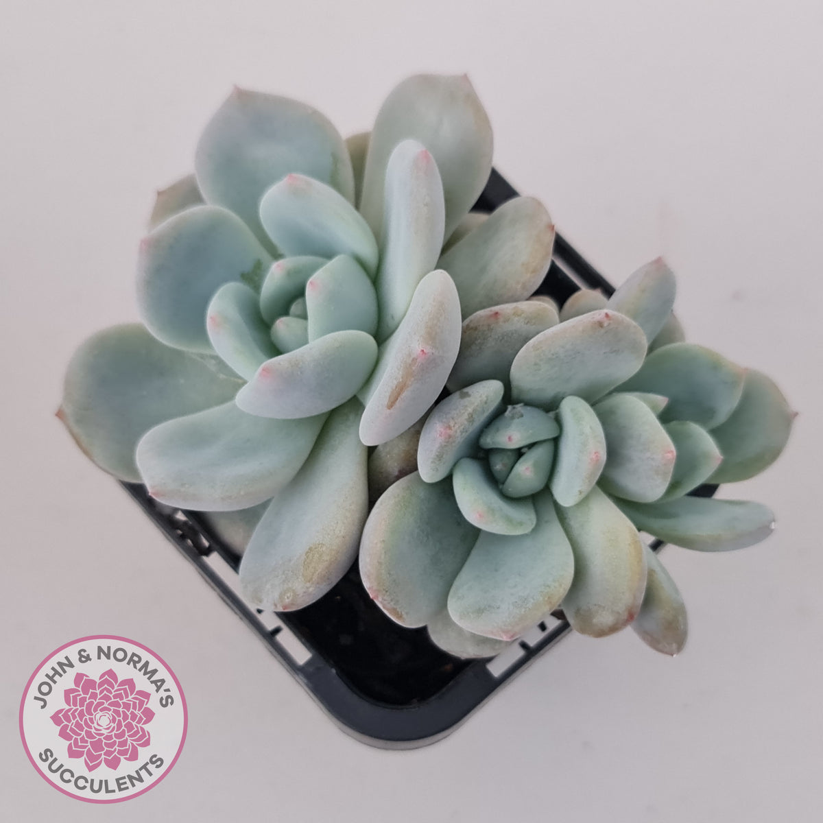 Echeveria 'Snow Angel'