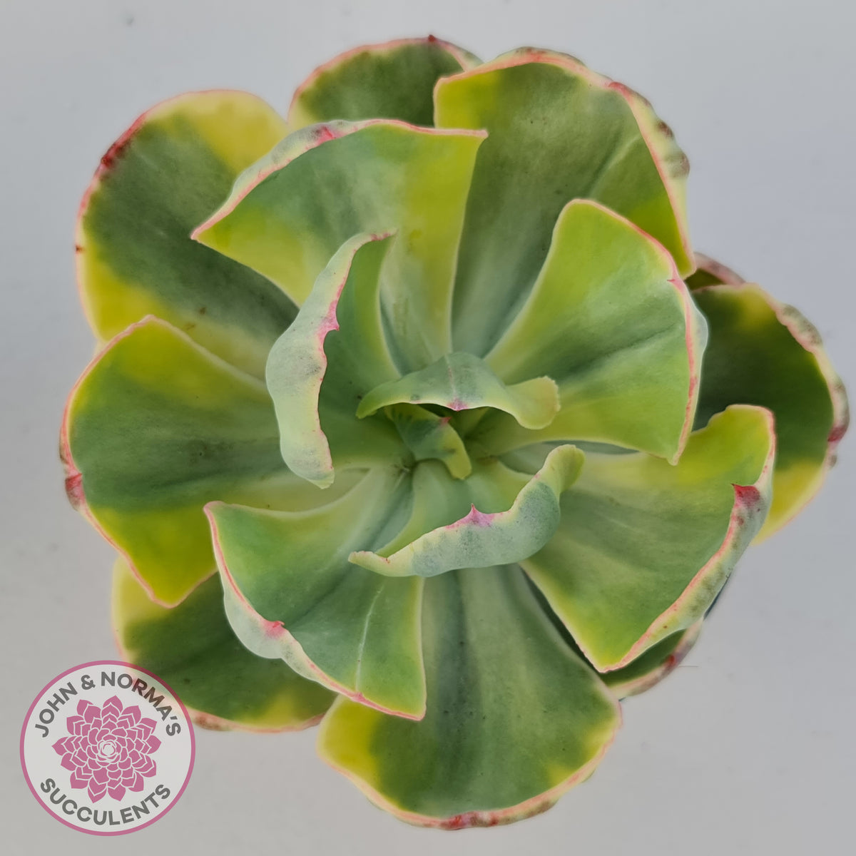 Echeveria Sunset Peony Variegated