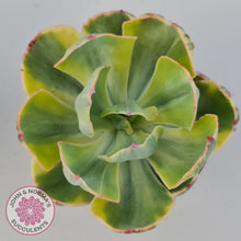 Load image into Gallery viewer, Echeveria Sunset Peony Variegated