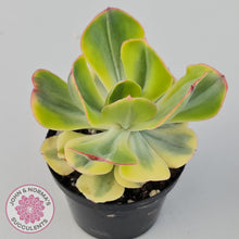 Load image into Gallery viewer, Echeveria Sunset Peony Variegated