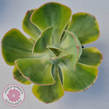 Load image into Gallery viewer, Echeveria Sunset Peony Variegated