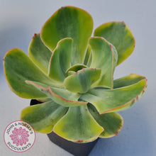 Load image into Gallery viewer, Echeveria Sunset Peony Variegated