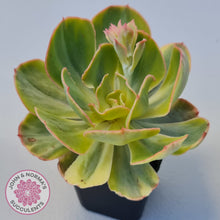Load image into Gallery viewer, Echeveria Sunset Peony Variegated