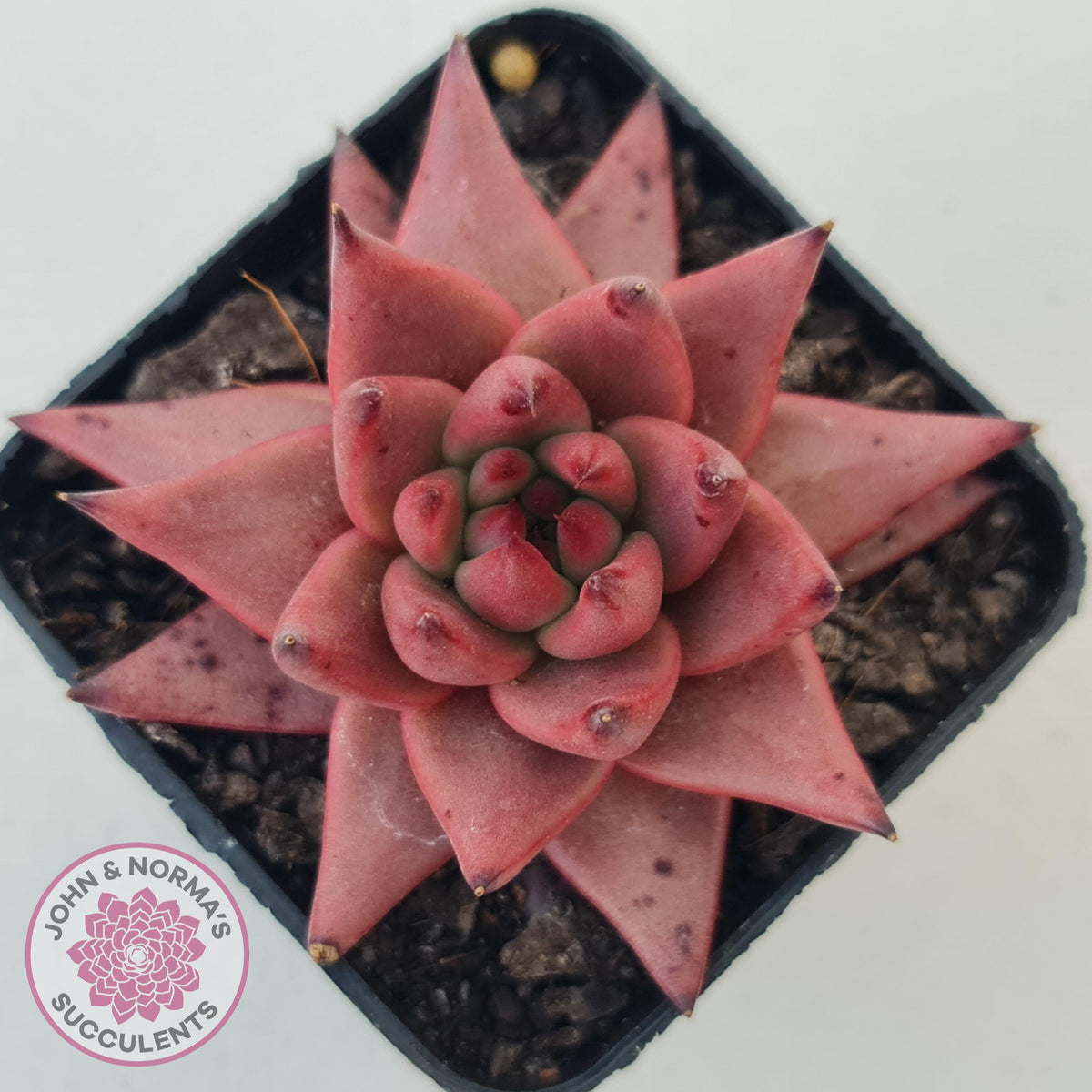 Echeveria Susanna