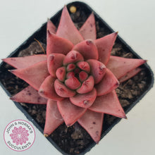 Load image into Gallery viewer, Echeveria Susanna - John & Norma's Succulents Australia