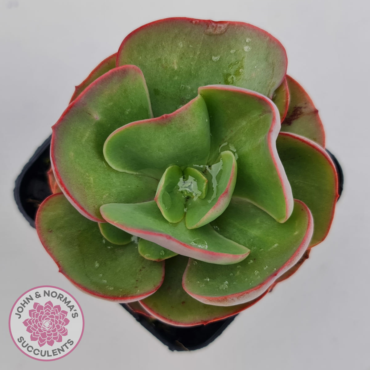 Echeveria Suyon