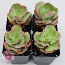 Load image into Gallery viewer, Echeveria Suyon