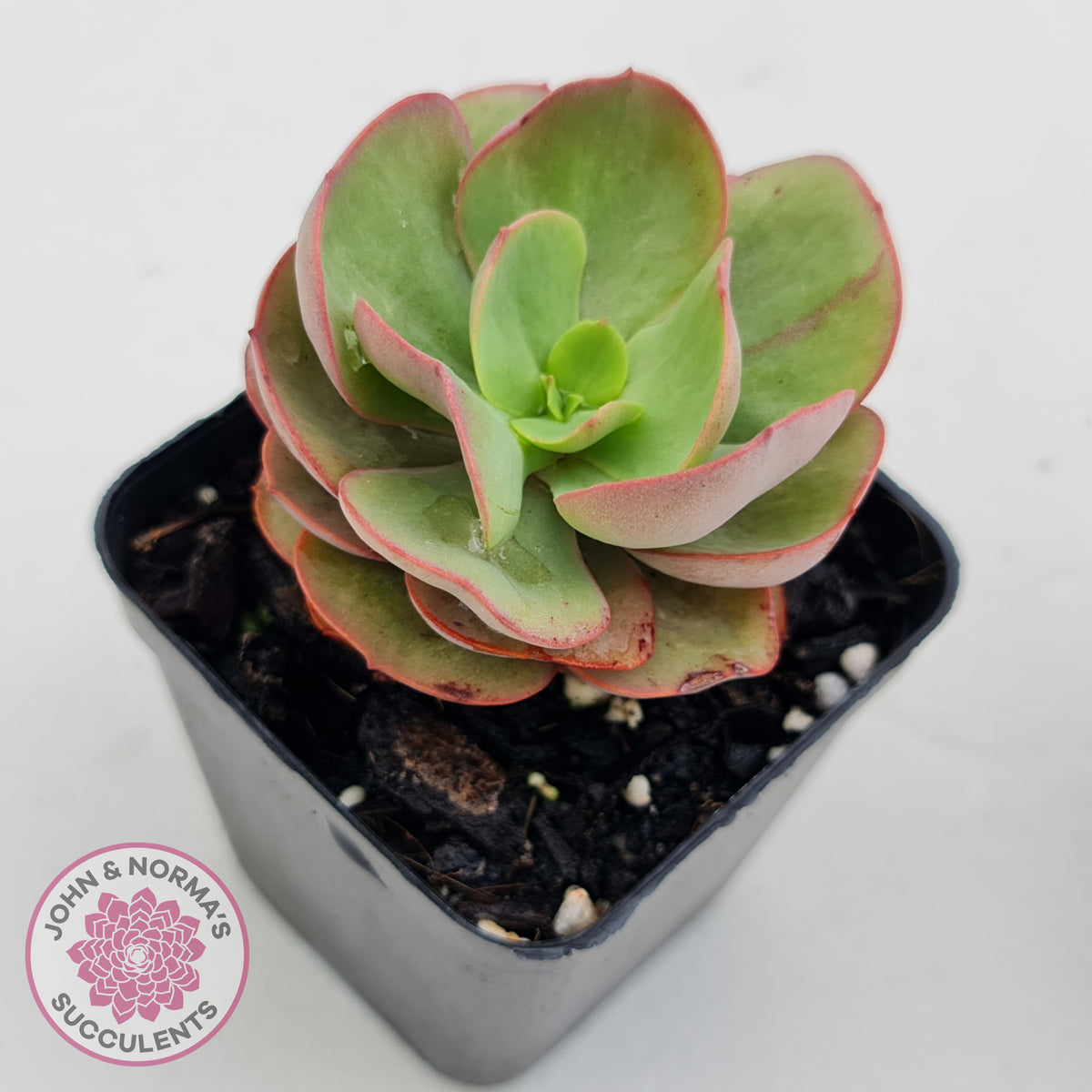 Echeveria Suyon