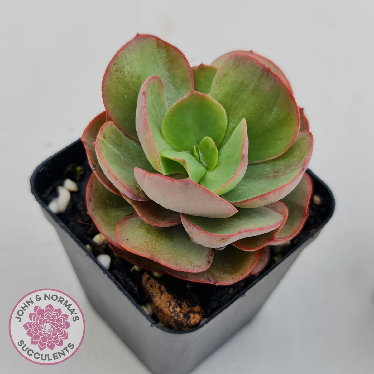 Echeveria Suyon