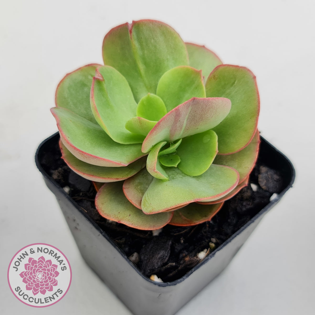 Echeveria Suyon