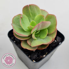 Load image into Gallery viewer, Echeveria Suyon