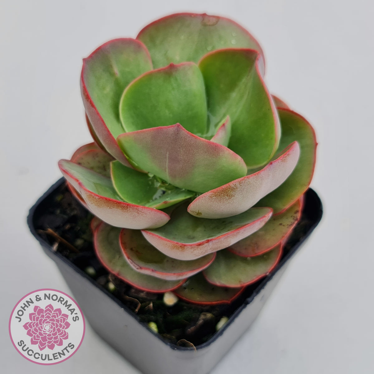 Echeveria Suyon