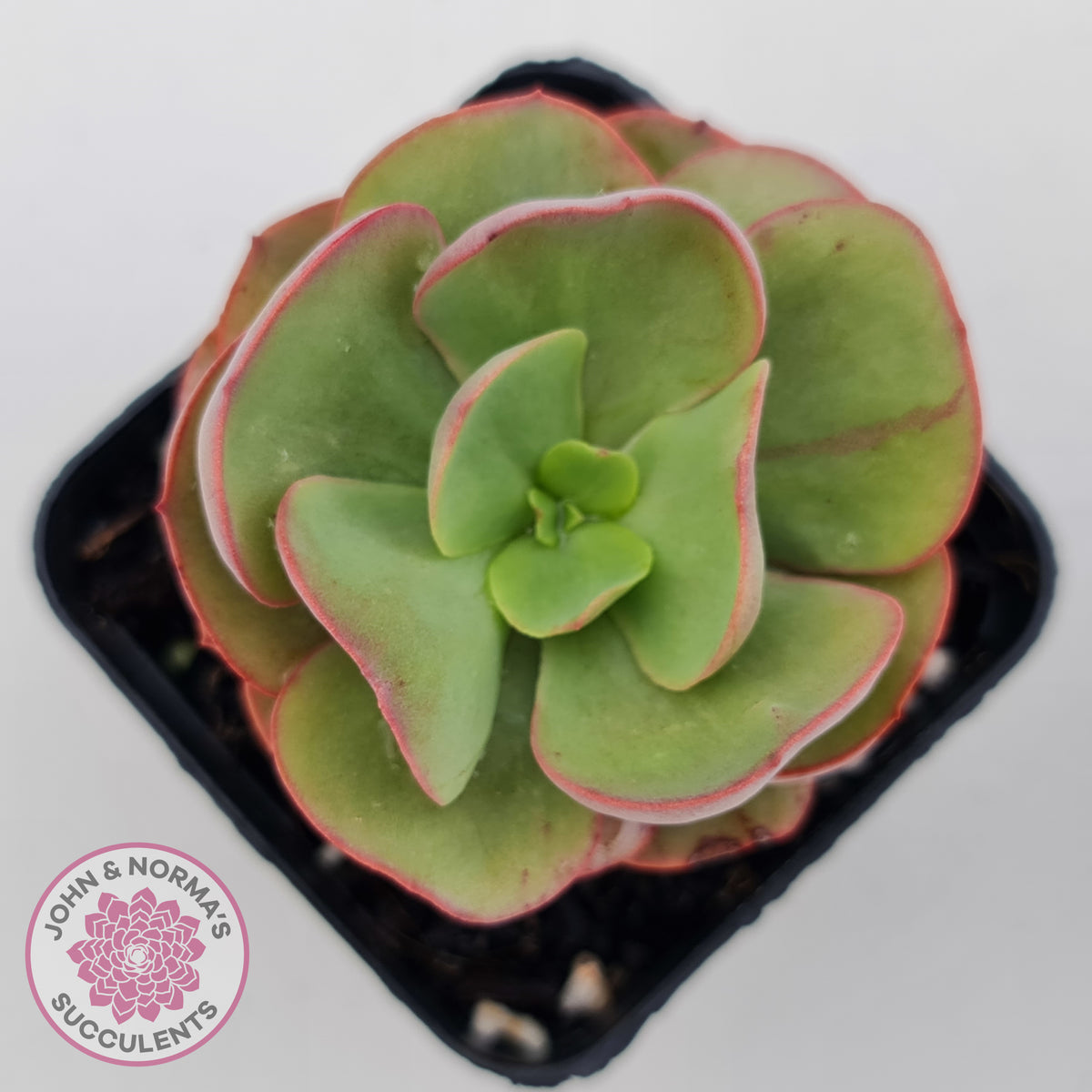 Echeveria Suyon