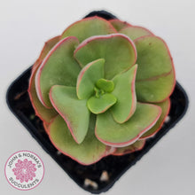 Load image into Gallery viewer, Echeveria Suyon