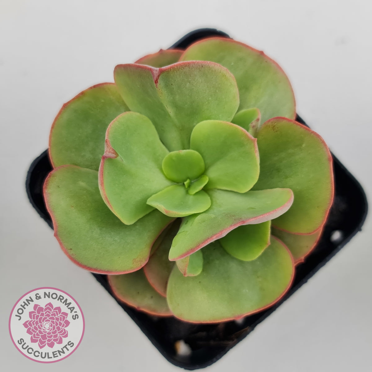 Echeveria Suyon