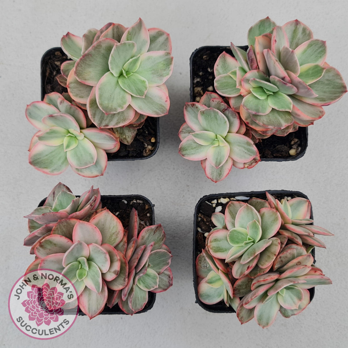 Echeveria Suyon White Variegated