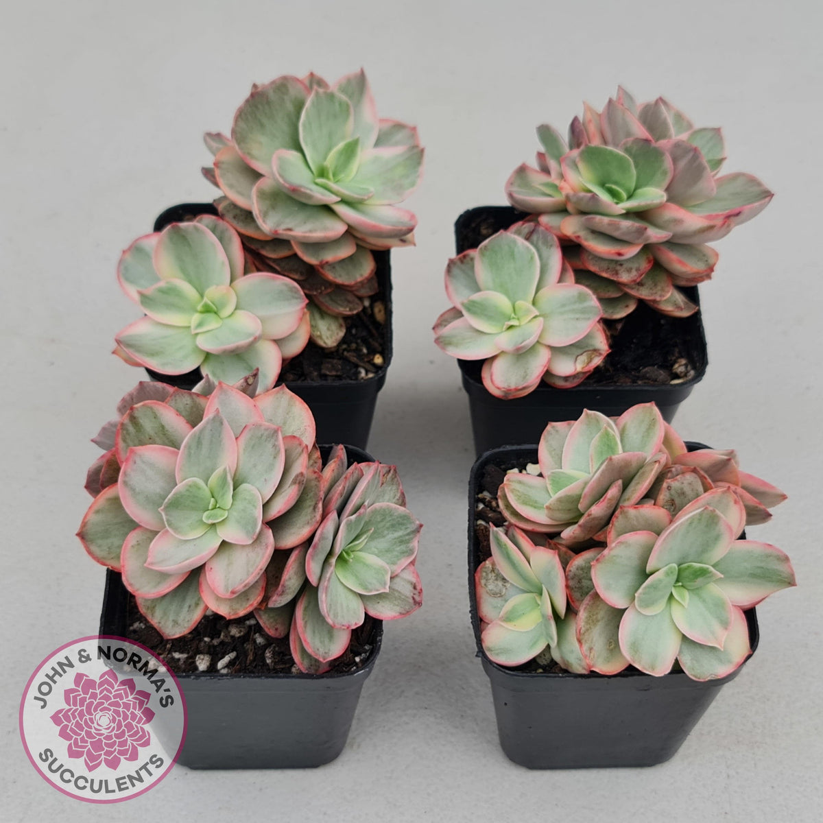 Echeveria Suyon White Variegated
