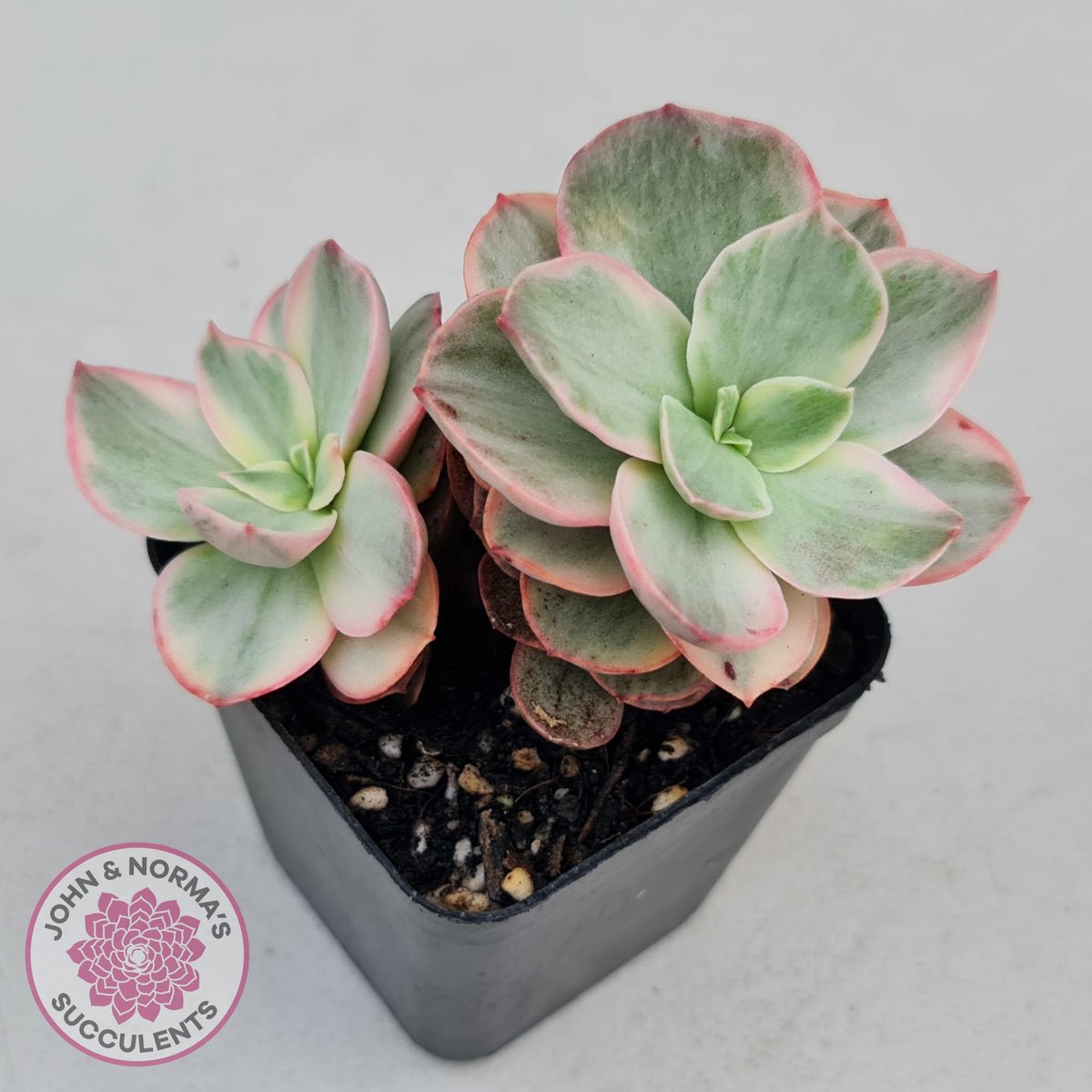 Echeveria Suyon White Variegated