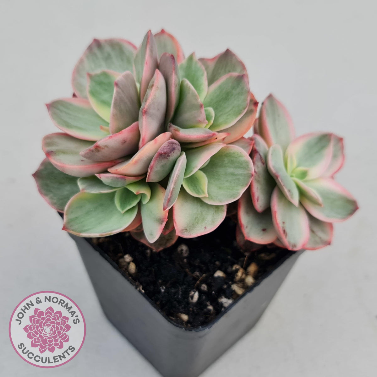 Echeveria Suyon White Variegated