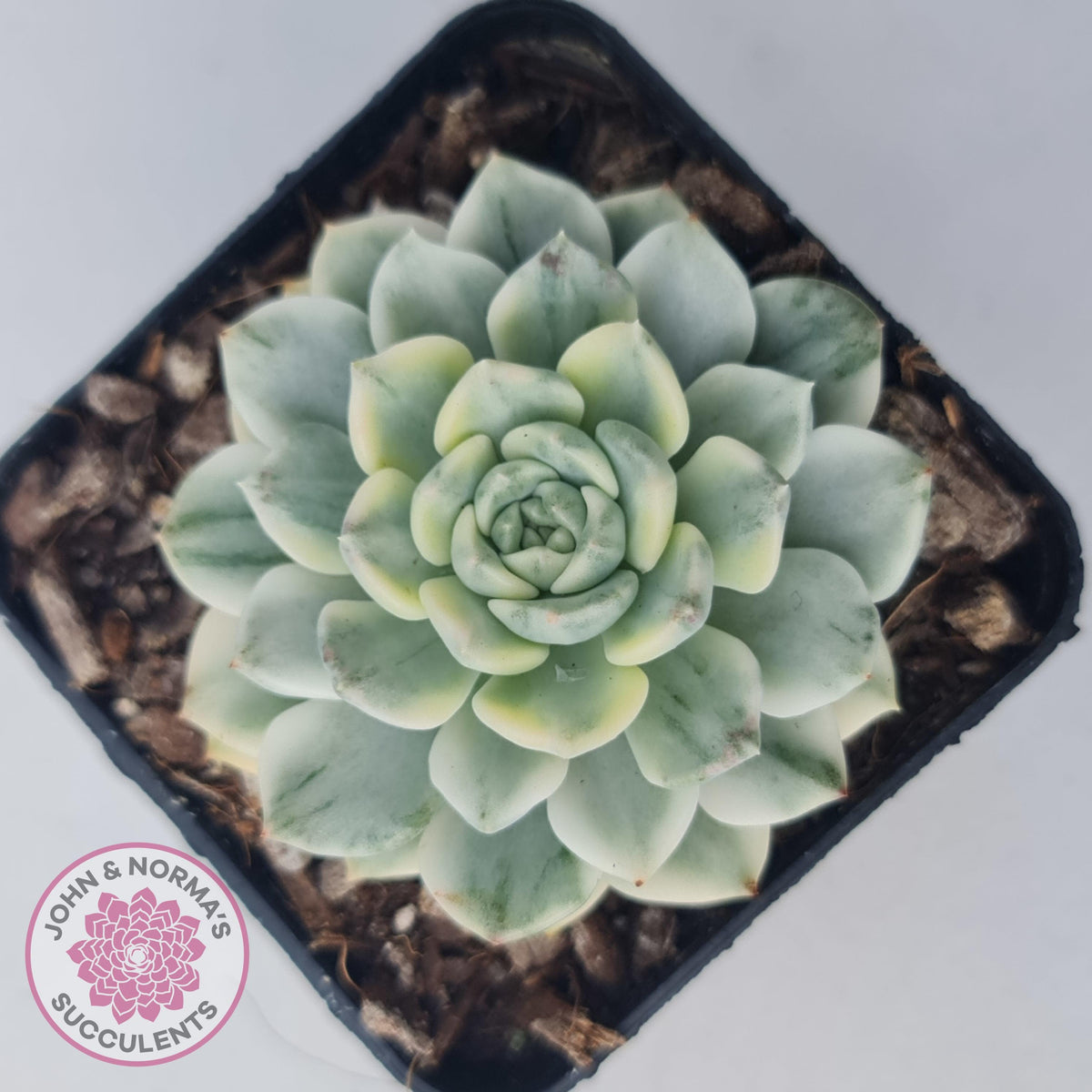 Echeveria 'Tinkerbell' Variegated