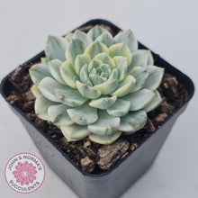 Load image into Gallery viewer, Echeveria 'Tinkerbell' Variegated - John & Norma's Succulents Australia