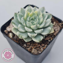 Load image into Gallery viewer, Echeveria 'Tinkerbell' Variegated - John & Norma's Succulents Australia