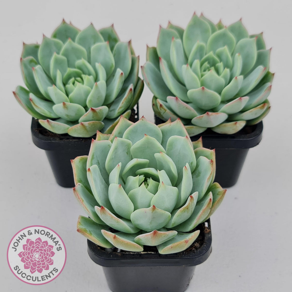 Echeveria Tippy