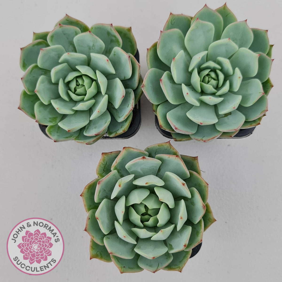 Echeveria Tippy