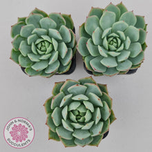 Load image into Gallery viewer, Echeveria Tippy - John & Norma's Succulents Australia