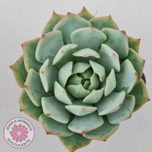Load image into Gallery viewer, Echeveria Tippy - John & Norma's Succulents Australia