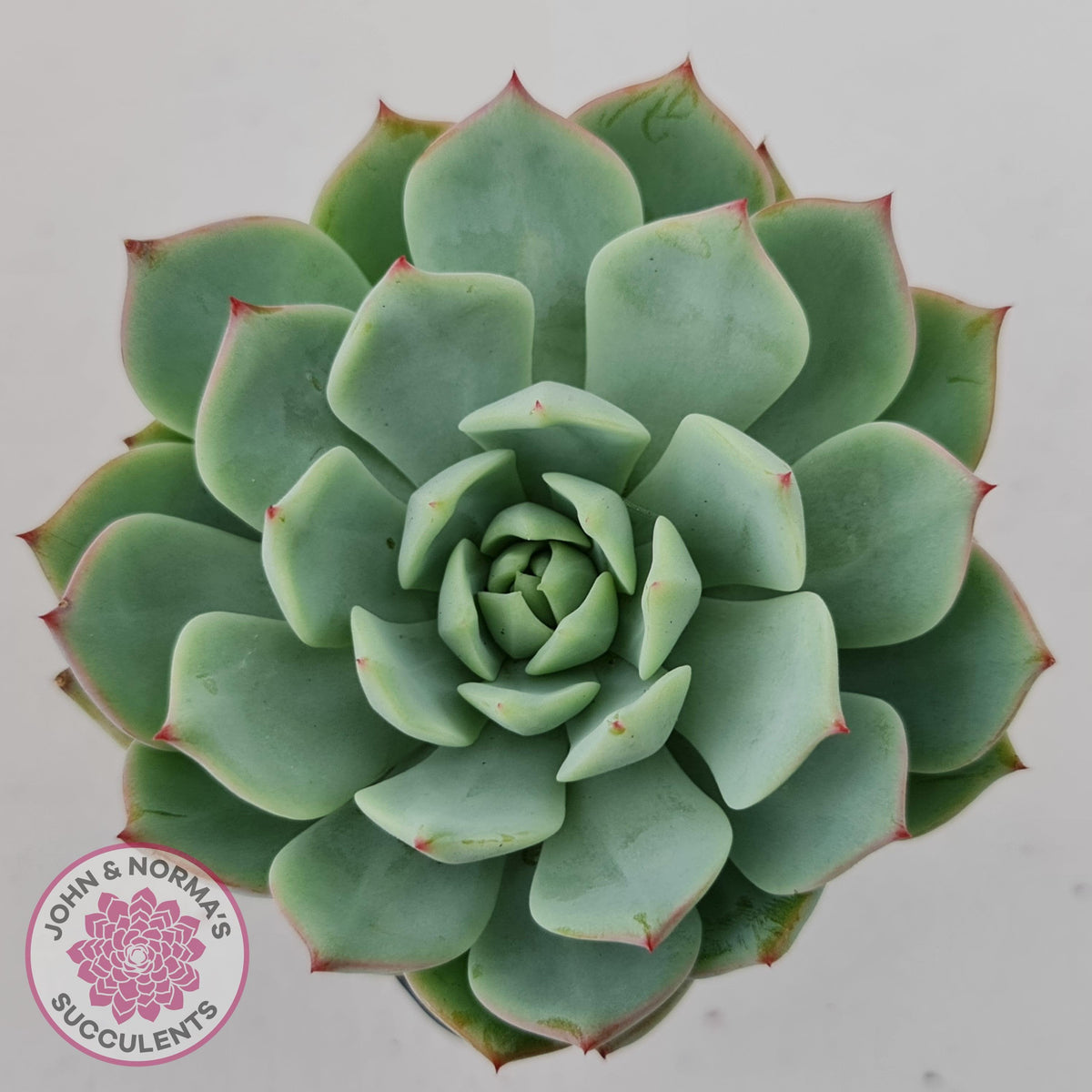 Echeveria Tippy