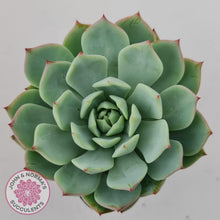 Load image into Gallery viewer, Echeveria Tippy - John & Norma's Succulents Australia
