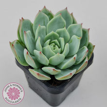 Load image into Gallery viewer, Echeveria Tippy - John & Norma's Succulents Australia