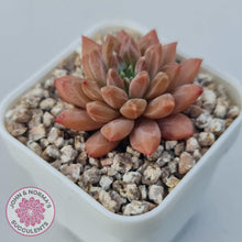 Load image into Gallery viewer, Echeveria 'Ukulele' - John & Norma's Succulents Australia