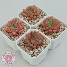 Load image into Gallery viewer, Echeveria 'Ukulele' - John & Norma's Succulents Australia