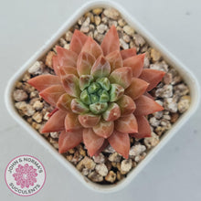 Load image into Gallery viewer, Echeveria 'Ukulele' - John & Norma's Succulents Australia