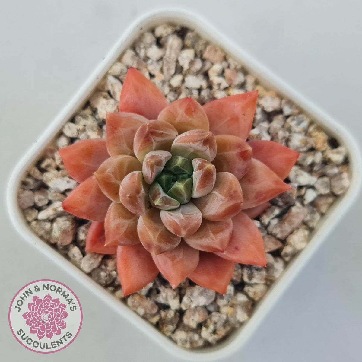 Echeveria 'Ukulele'