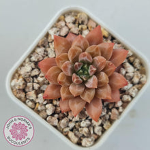 Load image into Gallery viewer, Echeveria 'Ukulele' - John & Norma's Succulents Australia