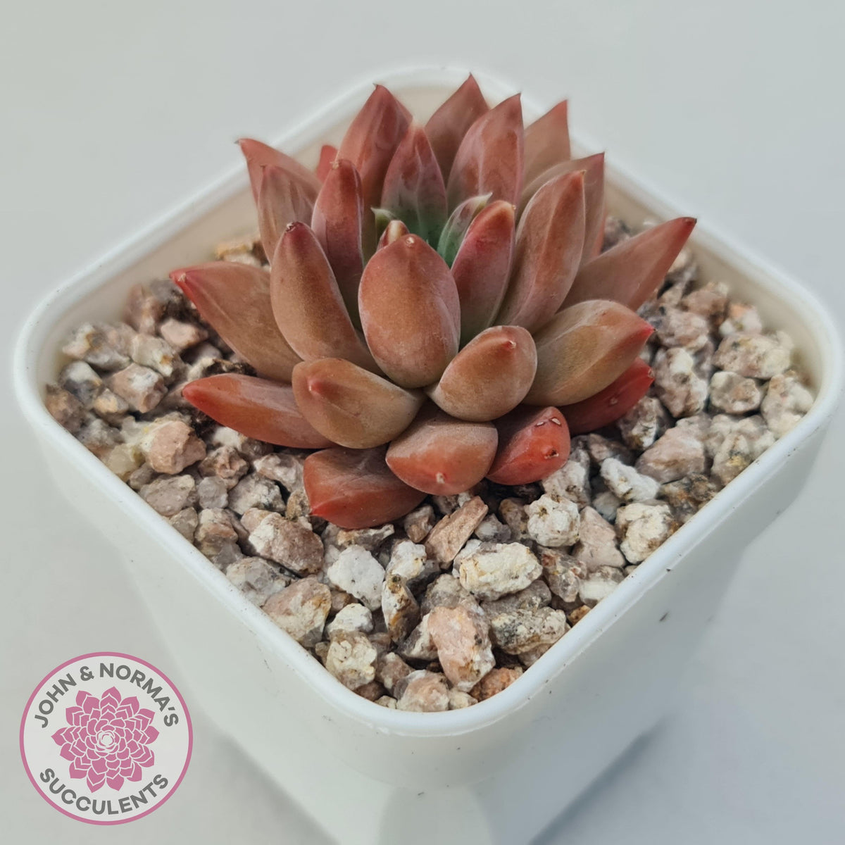Echeveria 'Ukulele'