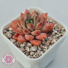 Load image into Gallery viewer, Echeveria 'Ukulele' - John & Norma's Succulents Australia