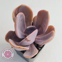 Load image into Gallery viewer, Echeveria Violescens - John & Norma's Succulents