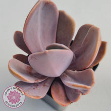 Load image into Gallery viewer, Echeveria Violescens - John & Norma's Succulents