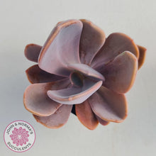 Load image into Gallery viewer, Echeveria Violescens - John & Norma's Succulents