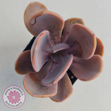 Load image into Gallery viewer, Echeveria Violescens - John & Norma's Succulents