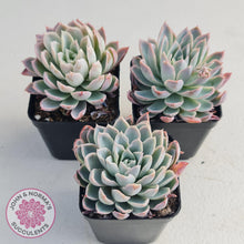 Load image into Gallery viewer, Echeveria Violet Queen - John & Norma's Succulents