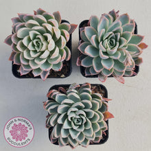 Load image into Gallery viewer, Echeveria Violet Queen - John & Norma's Succulents
