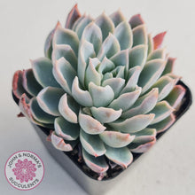 Load image into Gallery viewer, Echeveria Violet Queen - John & Norma's Succulents