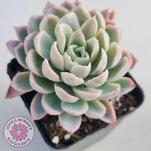 Load image into Gallery viewer, Echeveria Violet Queen - John & Norma's Succulents